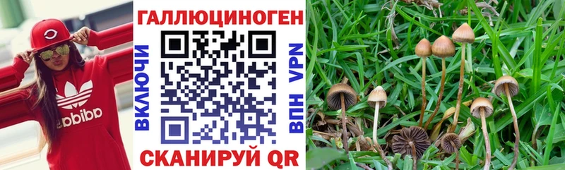 блэк спрут вход  Семикаракорск  Галлюциногенные грибы прущие грибы 